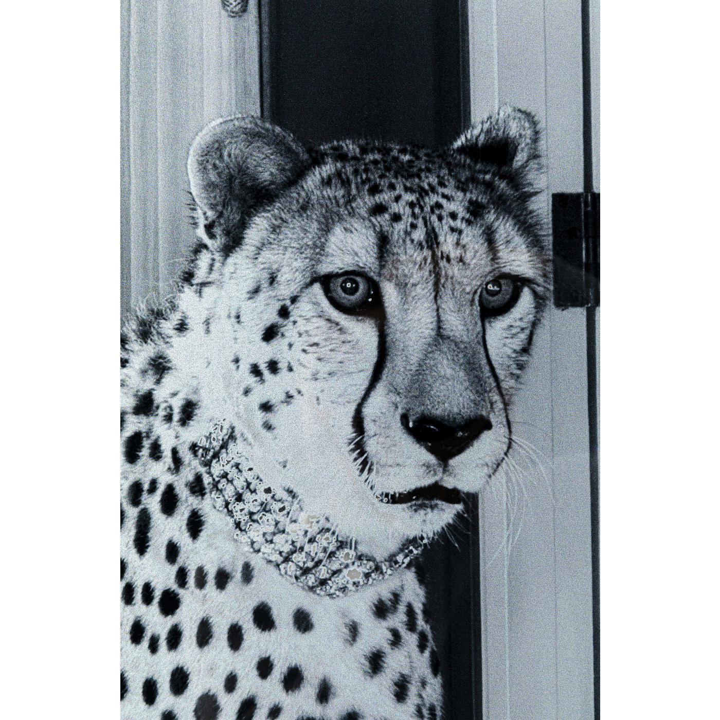 Картина Cheetah 51872 KARE