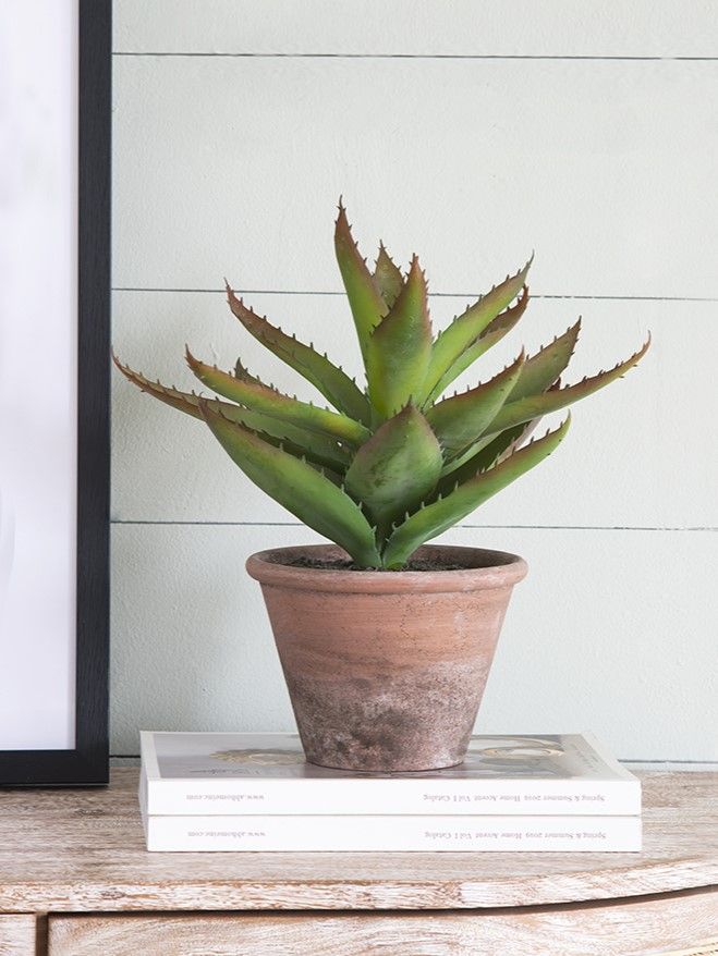 Растение декоративное Суккулент Glasar F2639