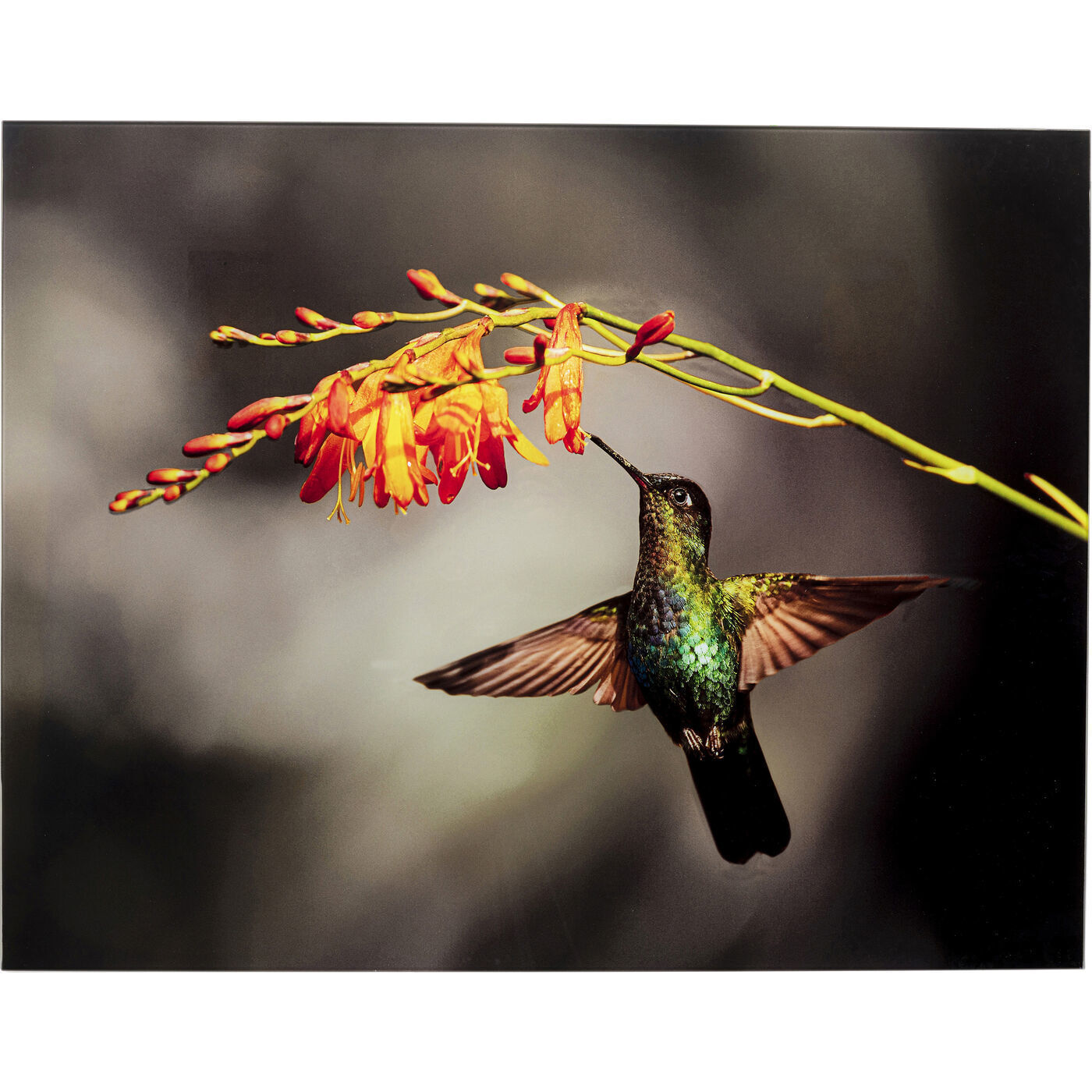 Картина Colibri 53088 Kare
