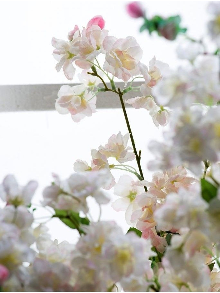 Растение декоративное Вишня Glasar 29635-CRPI/1