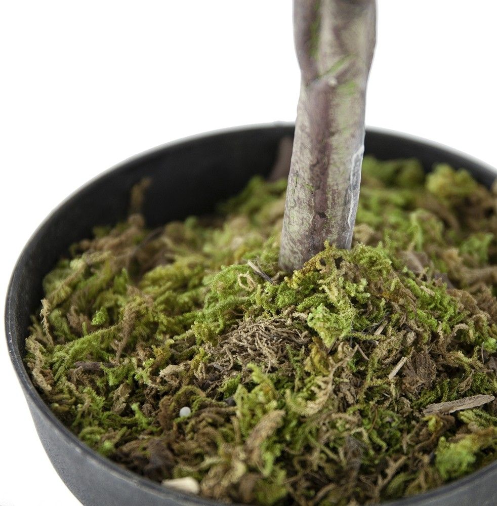 Растение декоративное Олива Glasar 420022-AB