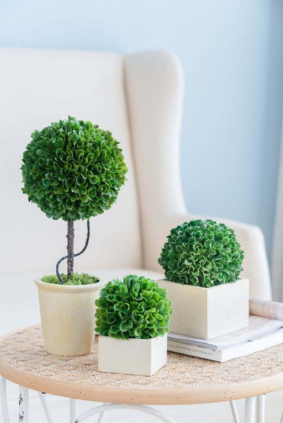 Растение декоративное Самшит Glasar 29396