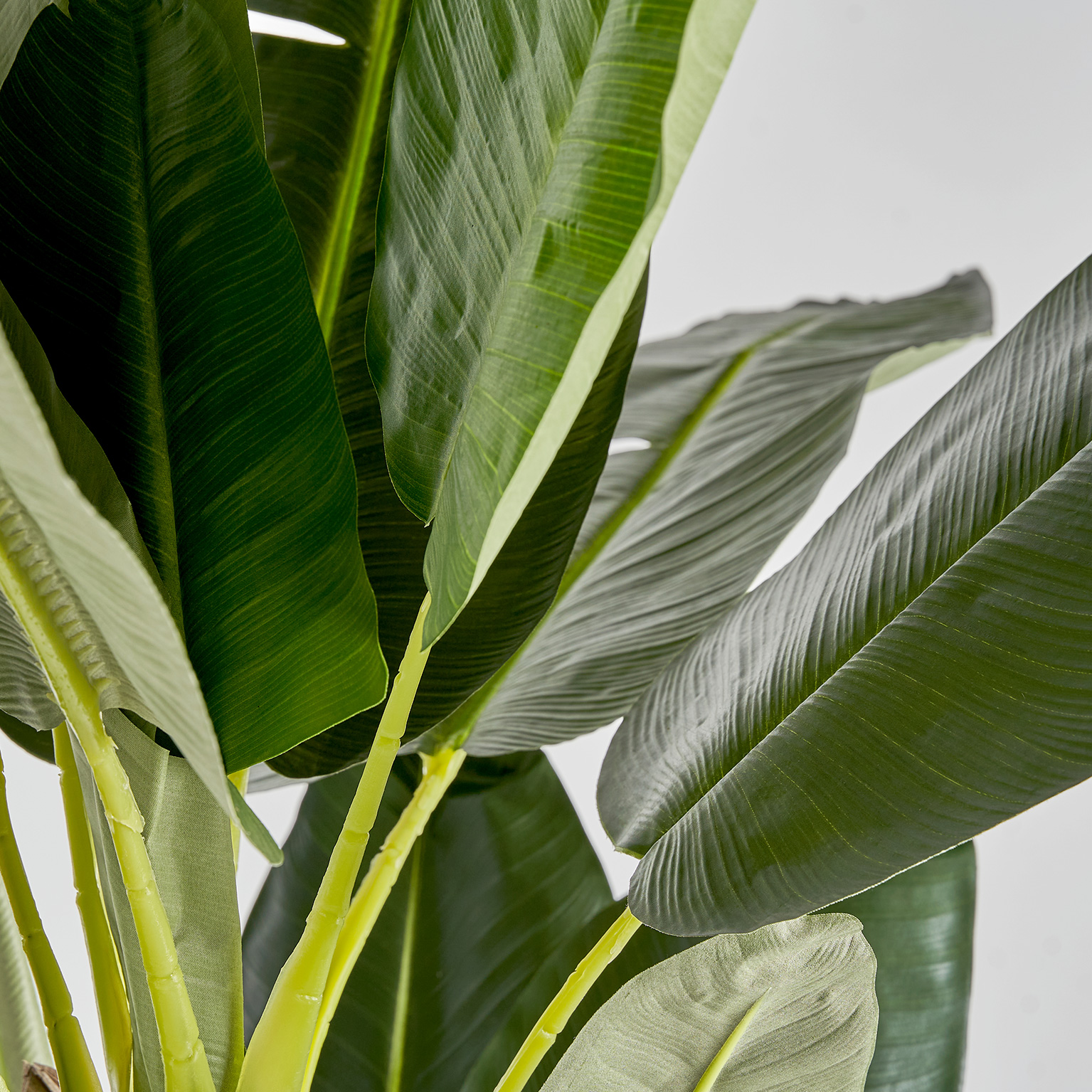 Банановое растение BANANERO Vical