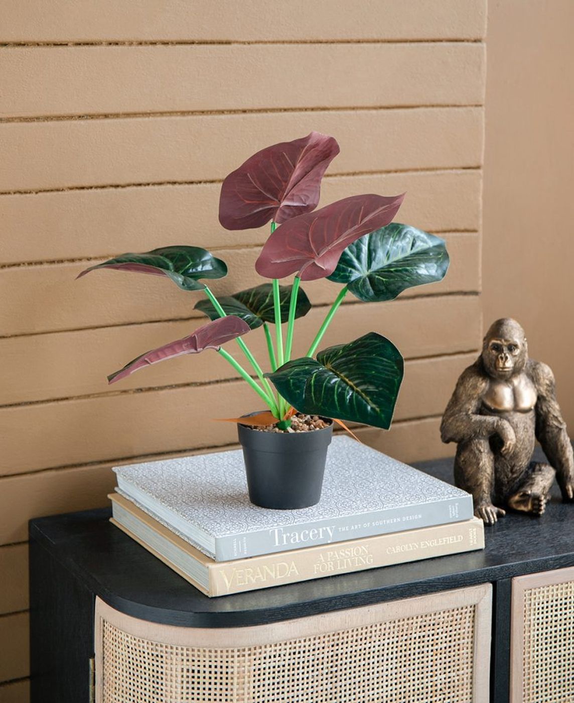 Растение декоративное Алоказия Glasar SA11652/1