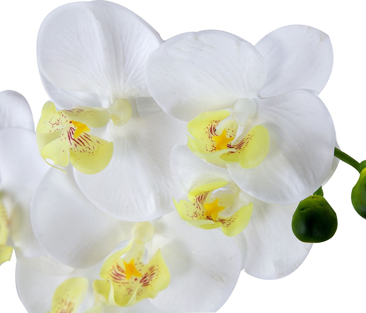 Растение декоративное Орхидея Glasar F48339-WHIT