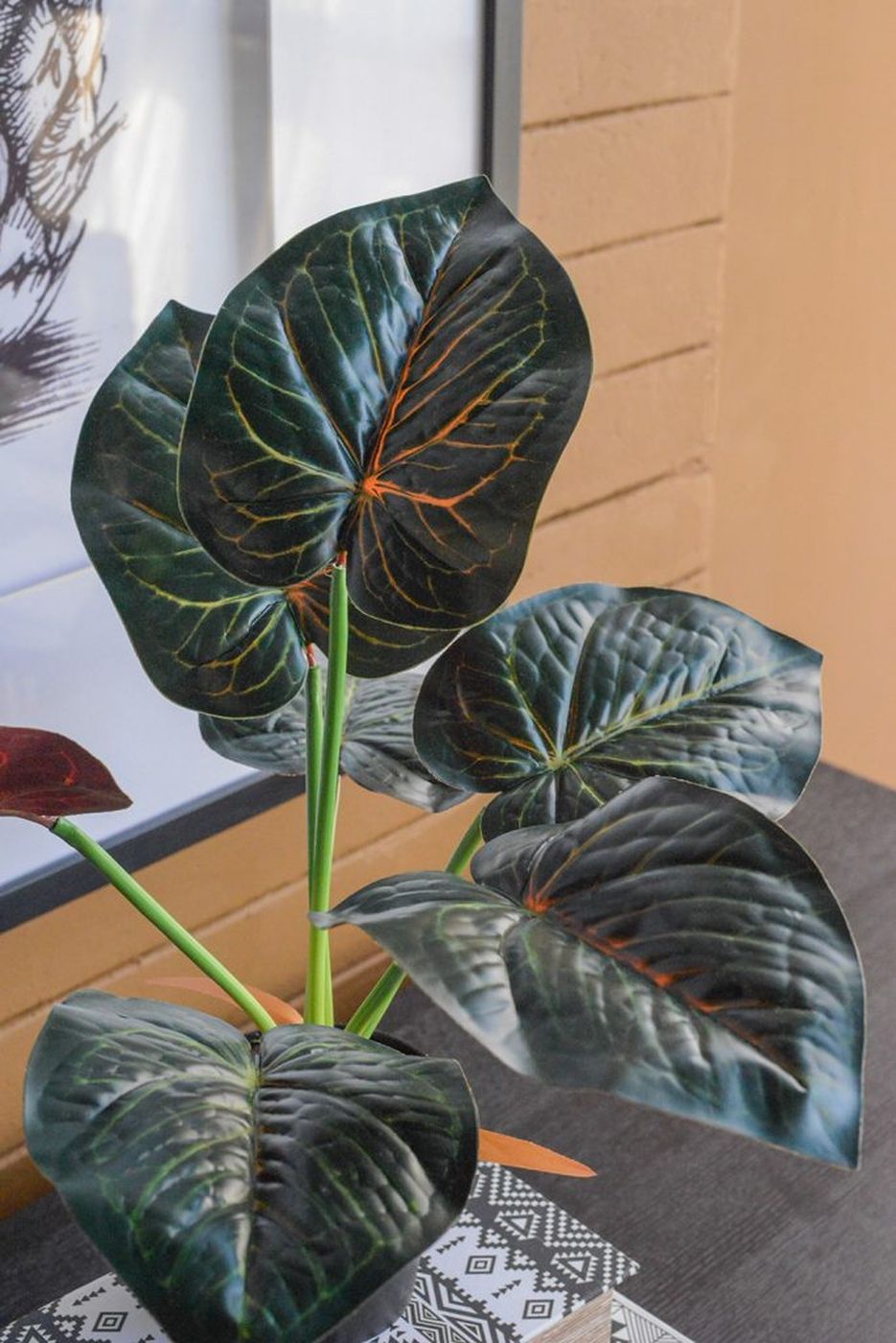 Растение декоративное Алоказия Glasar SA11652/1