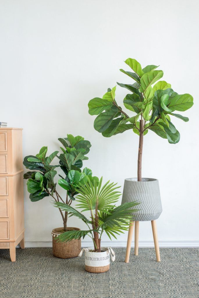 Дерево декоративное Фиговое Glasar SA11852-DS-AB