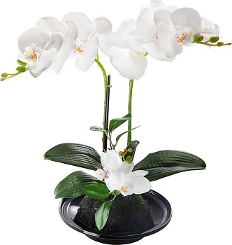 Растение декоративное Орхидея Glasar 420025-AB