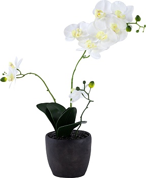 Растение декоративное Орхидея Glasar F48339-WHIT
