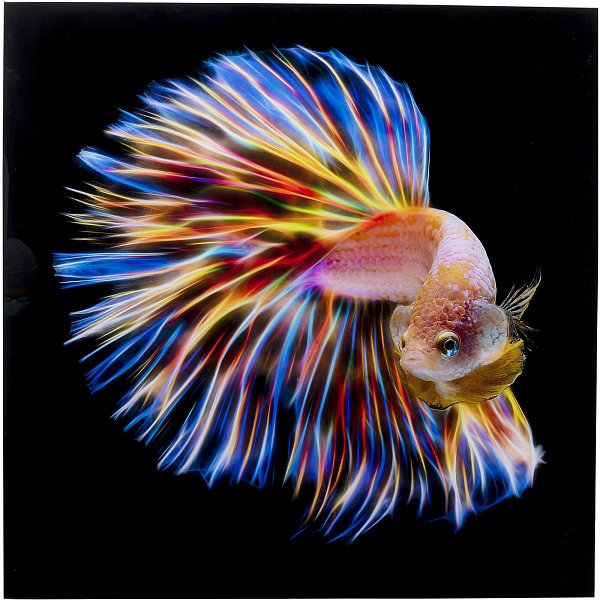 Картина Fish 53081 Kare