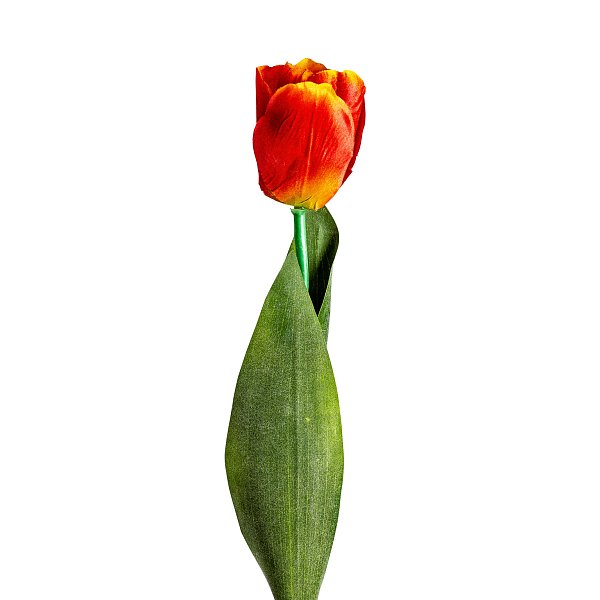Цветок TULIPAN в оранжевом цвете Vical
