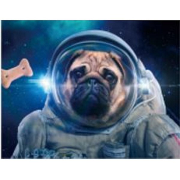 Картина Dog In Space 52596 KARE