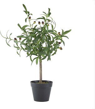 Растение декоративное Олива Glasar 420022-AB