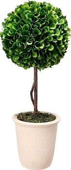 Растение декоративное Самшит Glasar 29397