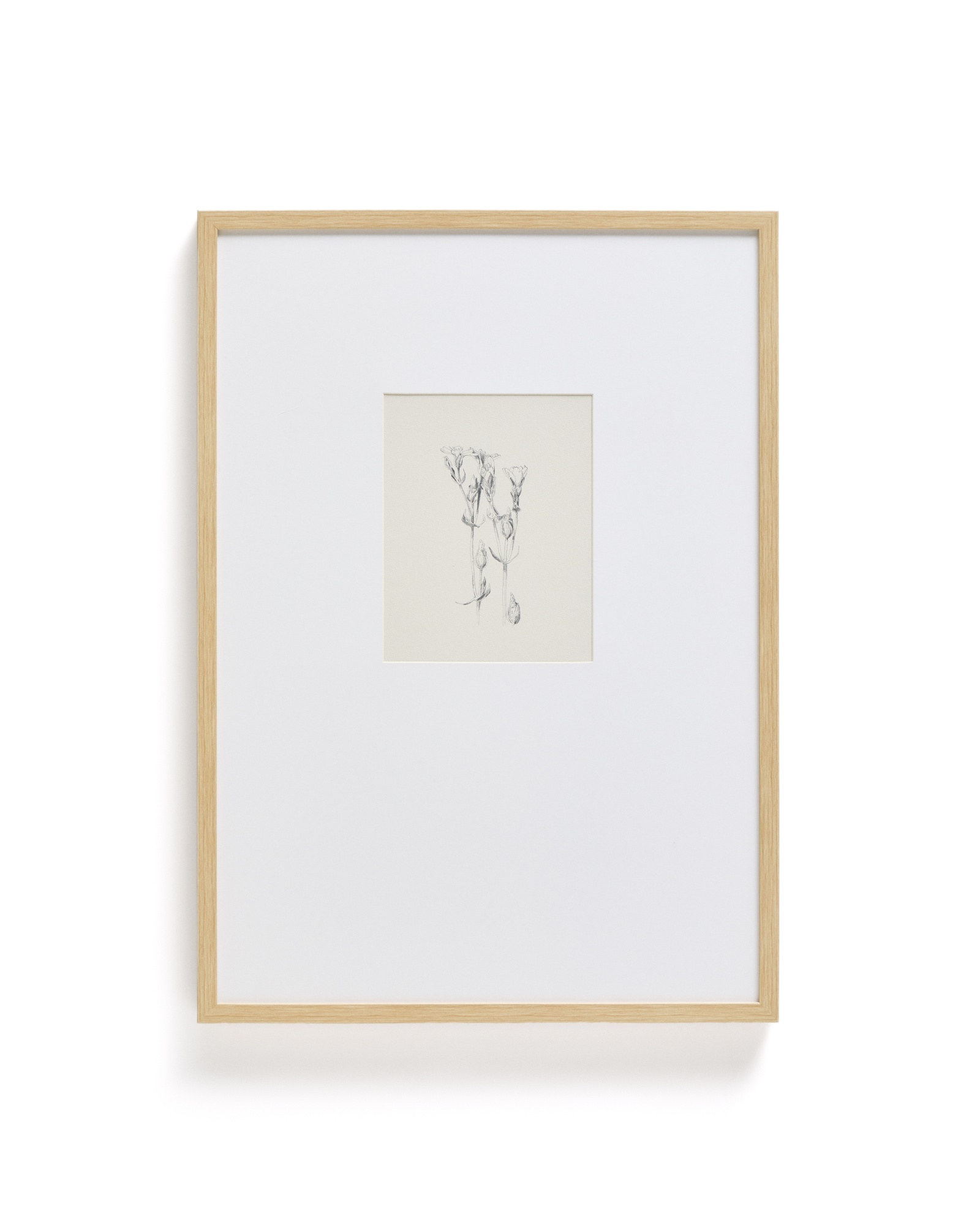 Картина Lirena с ботанической иллюстрацией 50 x 70 см La Forma (ex Julia Grup)