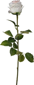 Растение декоративное Роза Glasar F29352-CREA