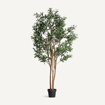 Высокое оливковое растение OLIVO Vical