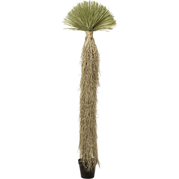 Растение декоративное Yucca Rostrata 240 см KARE 55920