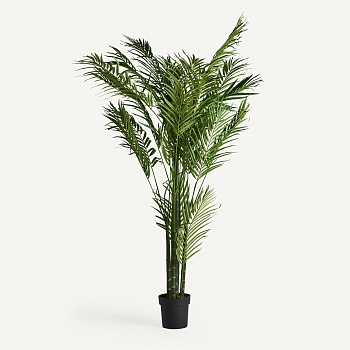 Пальмовое растение PALMERA Vical