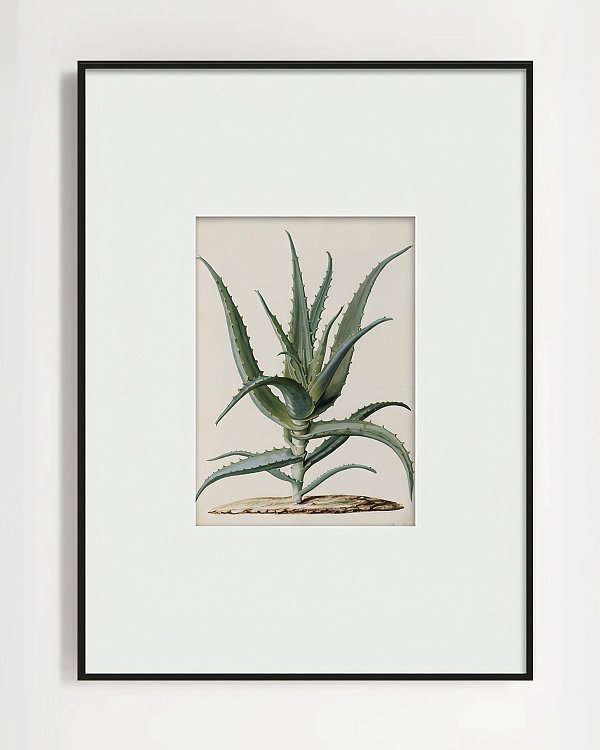 Интерьерный постер Аloe Louvre Home PP230176