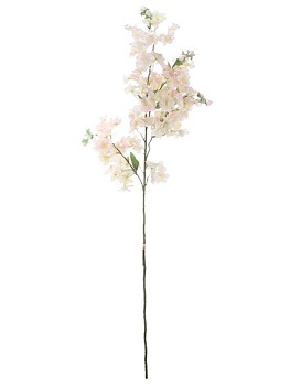 Растение декоративное Вишня Glasar 29635-CRPI/1