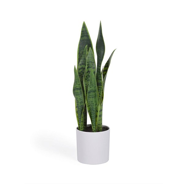 Искусственное растение Sansevieria с белым горшком 55 см La Forma (ex Julia Grup)