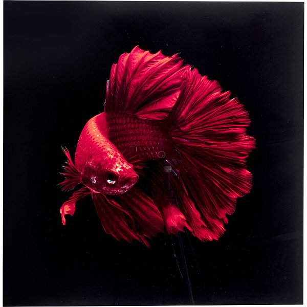 Картина Fish 53085 Kare