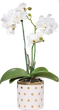 Растение декоративное Орхидея Glasar 2395-DS