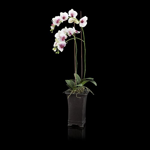 Искусственные цветы Abhika Orchid