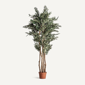 Растение папоротника HELECHO Vical