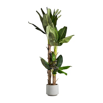 Банановое растение PLATANERO Vical