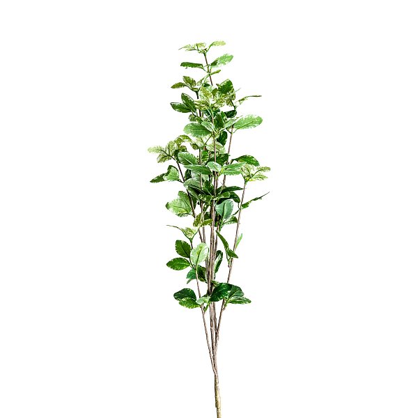 Листья растения HOJAS Vical