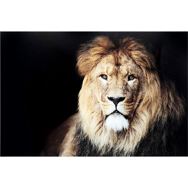 Картина Lion King 53083 Kare