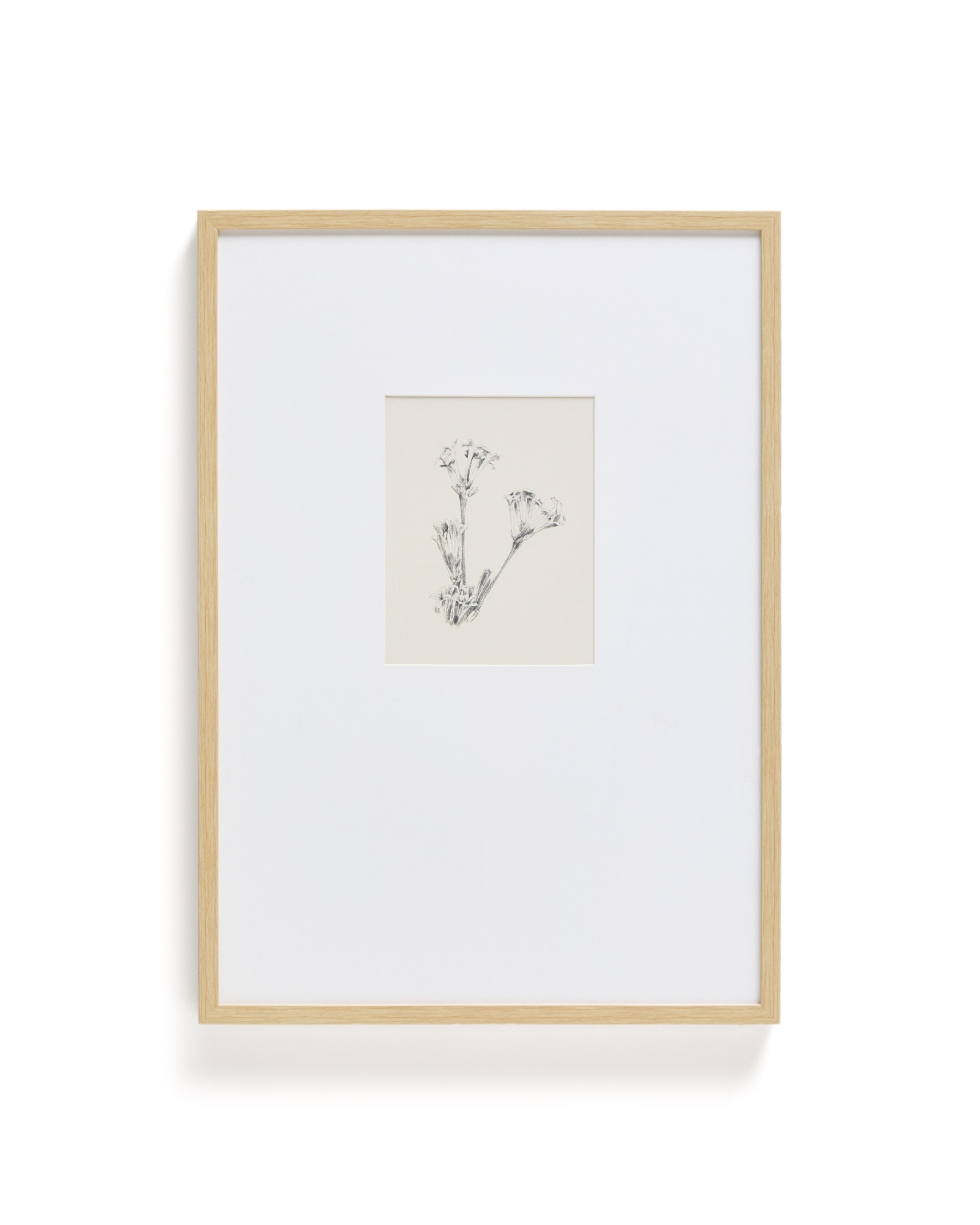 Картина Lirena с ботанической иллюстрацией 70 x 50 см La Forma (ex Julia Grup)