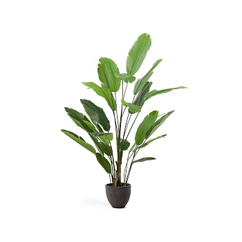 Искусственное банановое растение в черном горшке 210 см La Forma (ex Julia Grup)