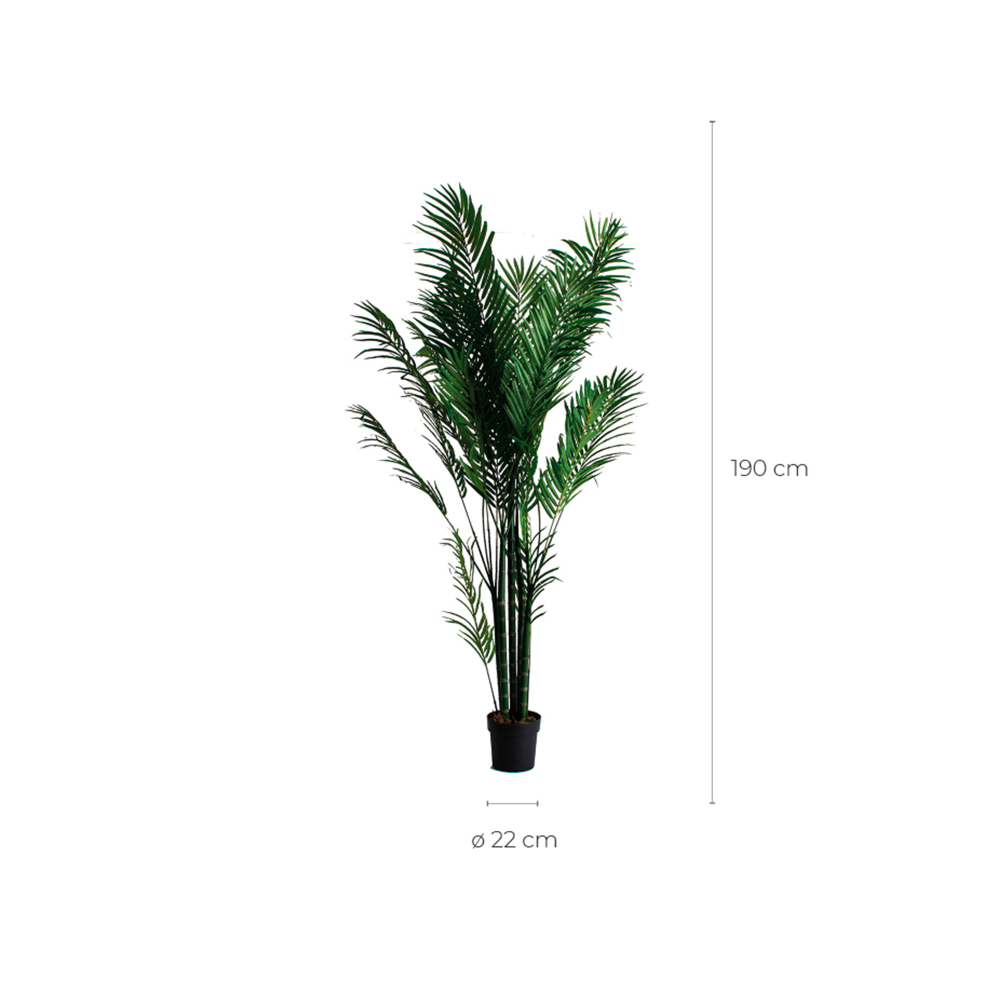 Пальмовое растение PALMERA Vical