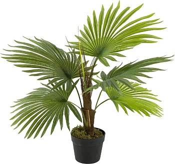 Растение декоративное Пальма Glasar SA11853-AB
