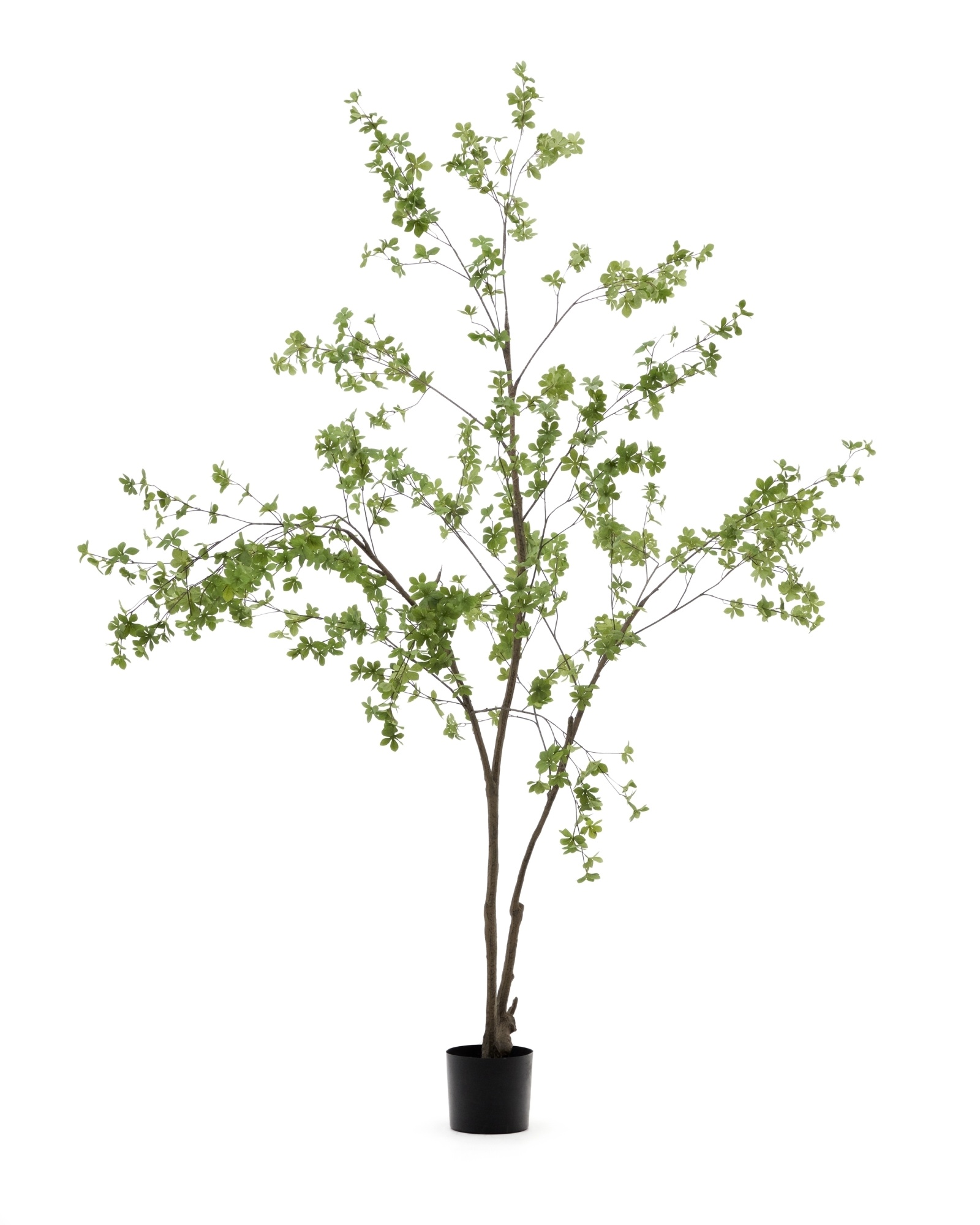 Enkianthus Искусственное дерево с черным горшком 214 см La Forma (ex Julia Grup)